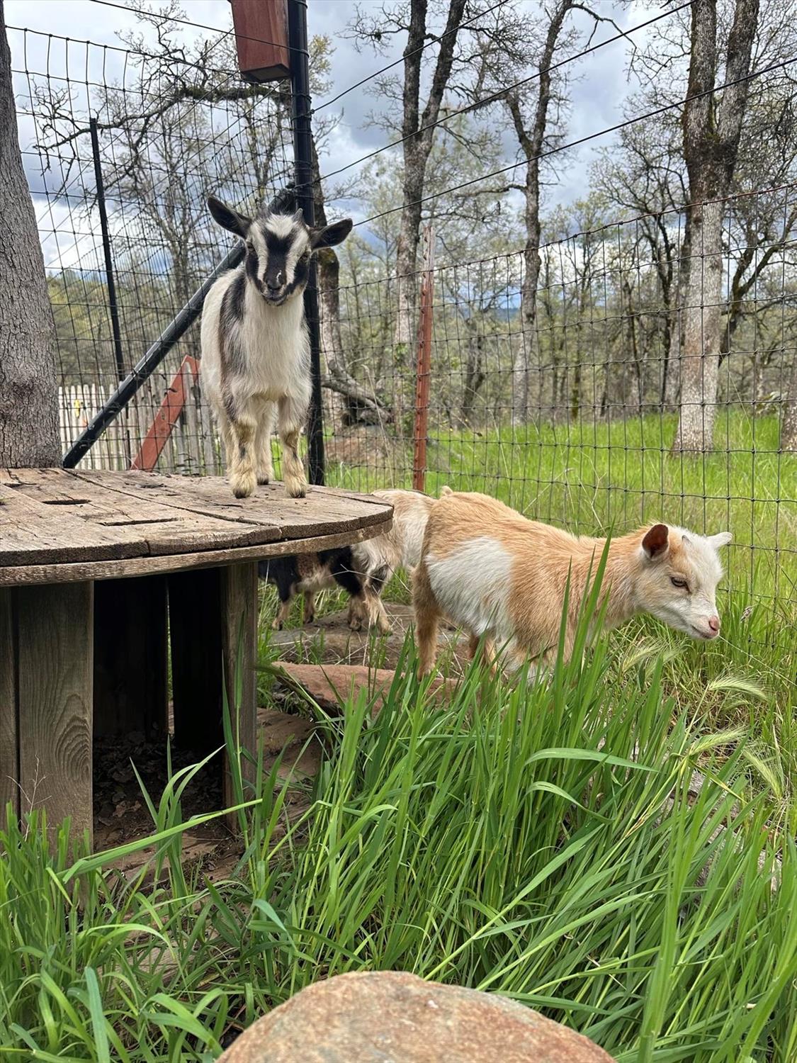 12597 Wolf Road Grass Valley, CA 95949 - Photo 72 of 88 Start your own mini farm, goats? chickens?