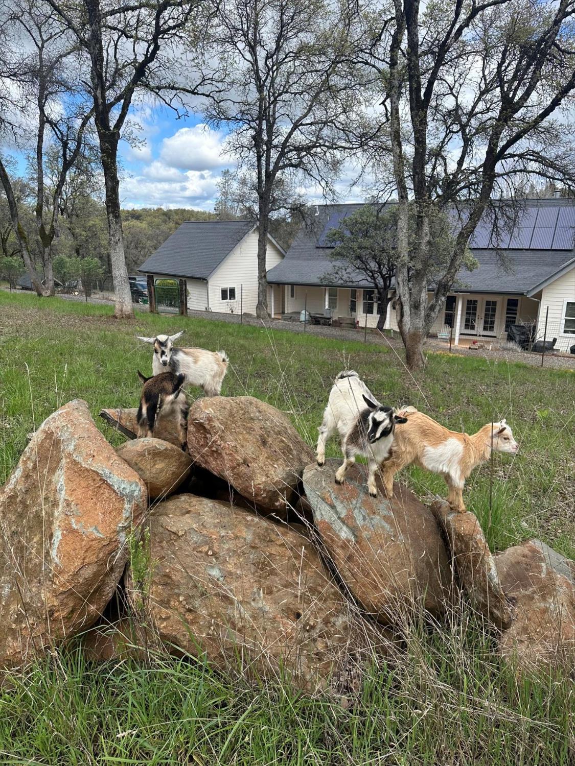 12597 Wolf Road Grass Valley, CA 95949 - Photo 74 of 88