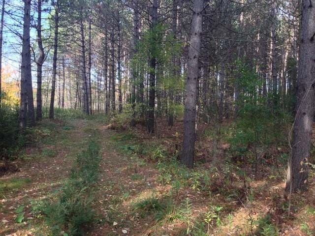 Lot 3 Bear Paw Road Rhinelander, WI 54501 - Photo 14 of 15 Gallery Image 14