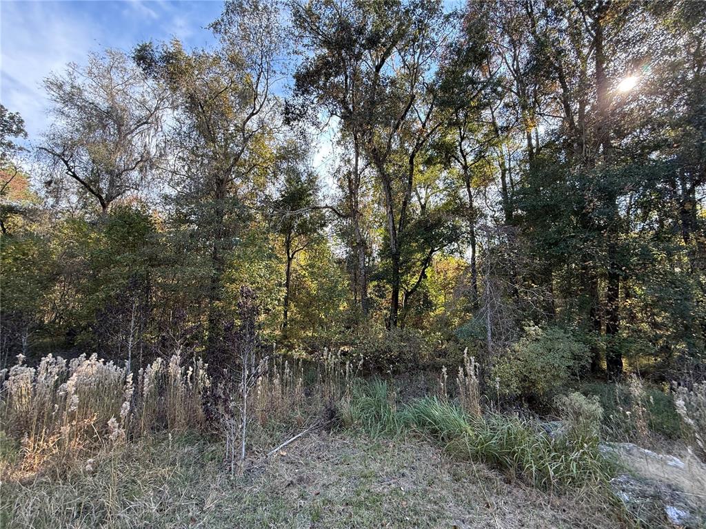 7704 East Cr225 Road Gainesville, FL 32609 - Photo 2 of 3 a view of a forest with trees in the background