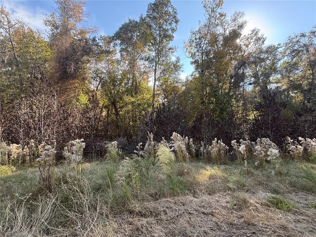 7704 East Cr225 Road Gainesville, FL 32609 - Photo 3 of 3 a view of a lake with lots of trees