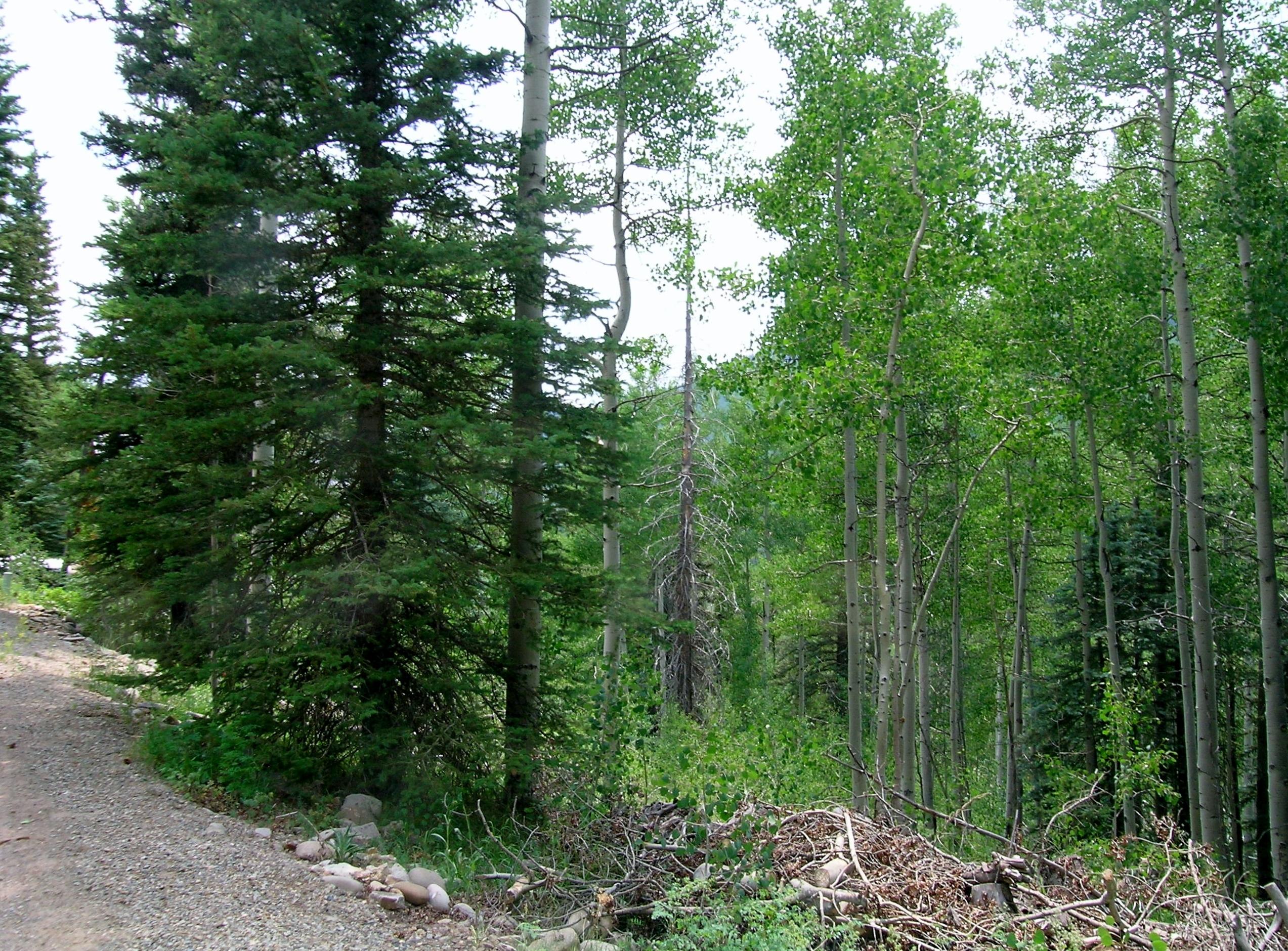 Tbd South Silver Street Rico, CO 81332 - Photo 11 of 24 a view of a forest with trees