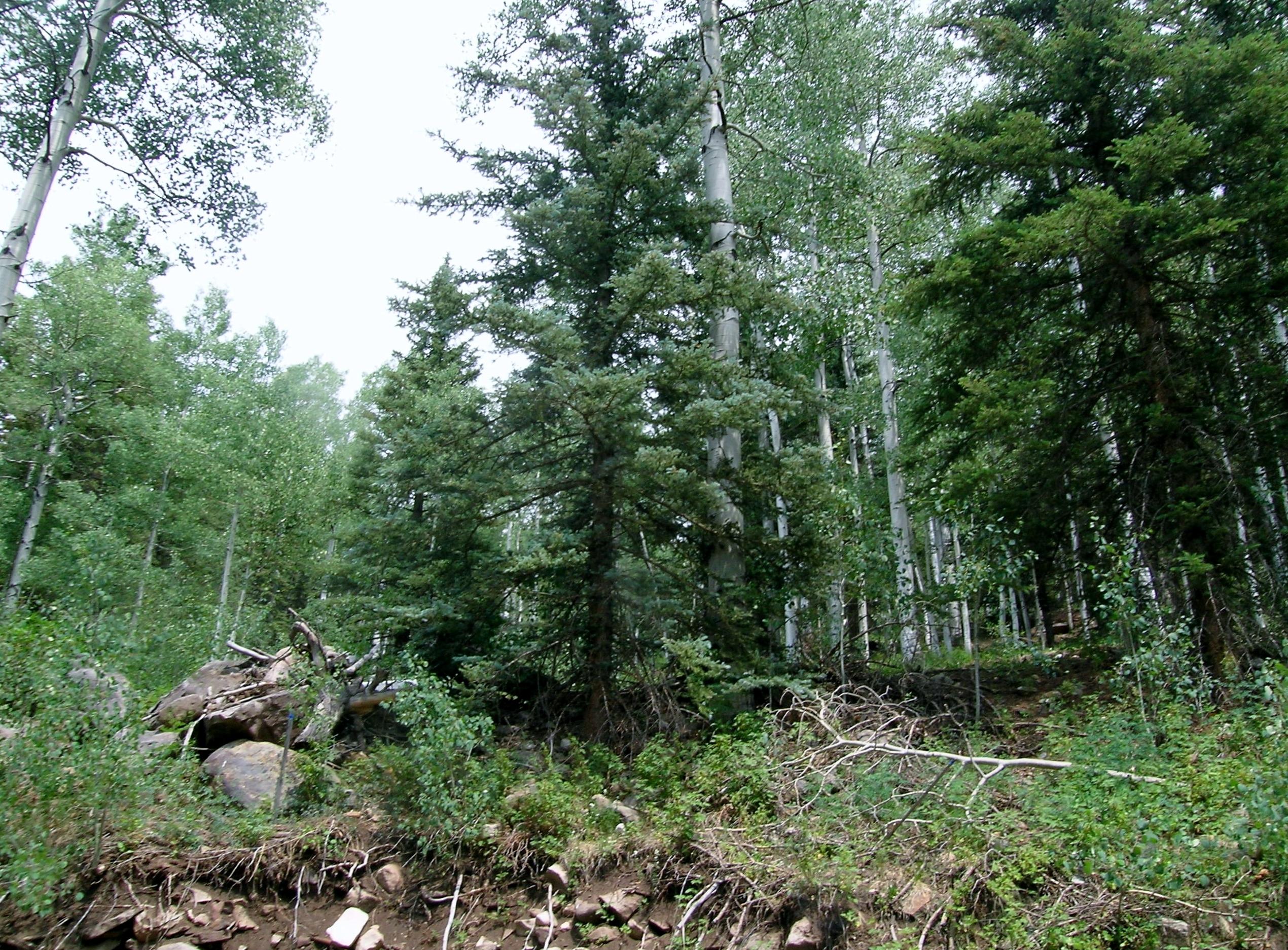 Tbd South Silver Street Rico, CO 81332 - Photo 12 of 24 a view of a lush green forest with lots of trees