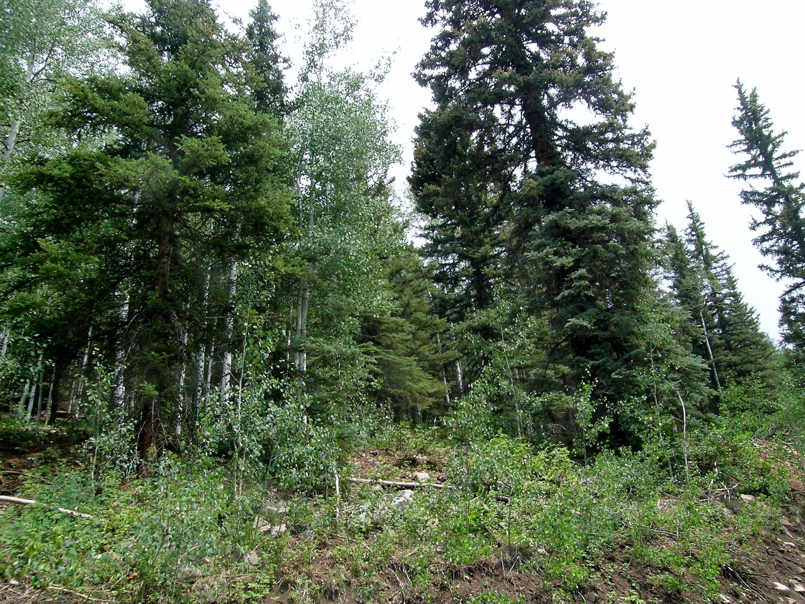 Tbd South Silver Street Rico, CO 81332 - Photo 13 of 24 a view of a lush green forest