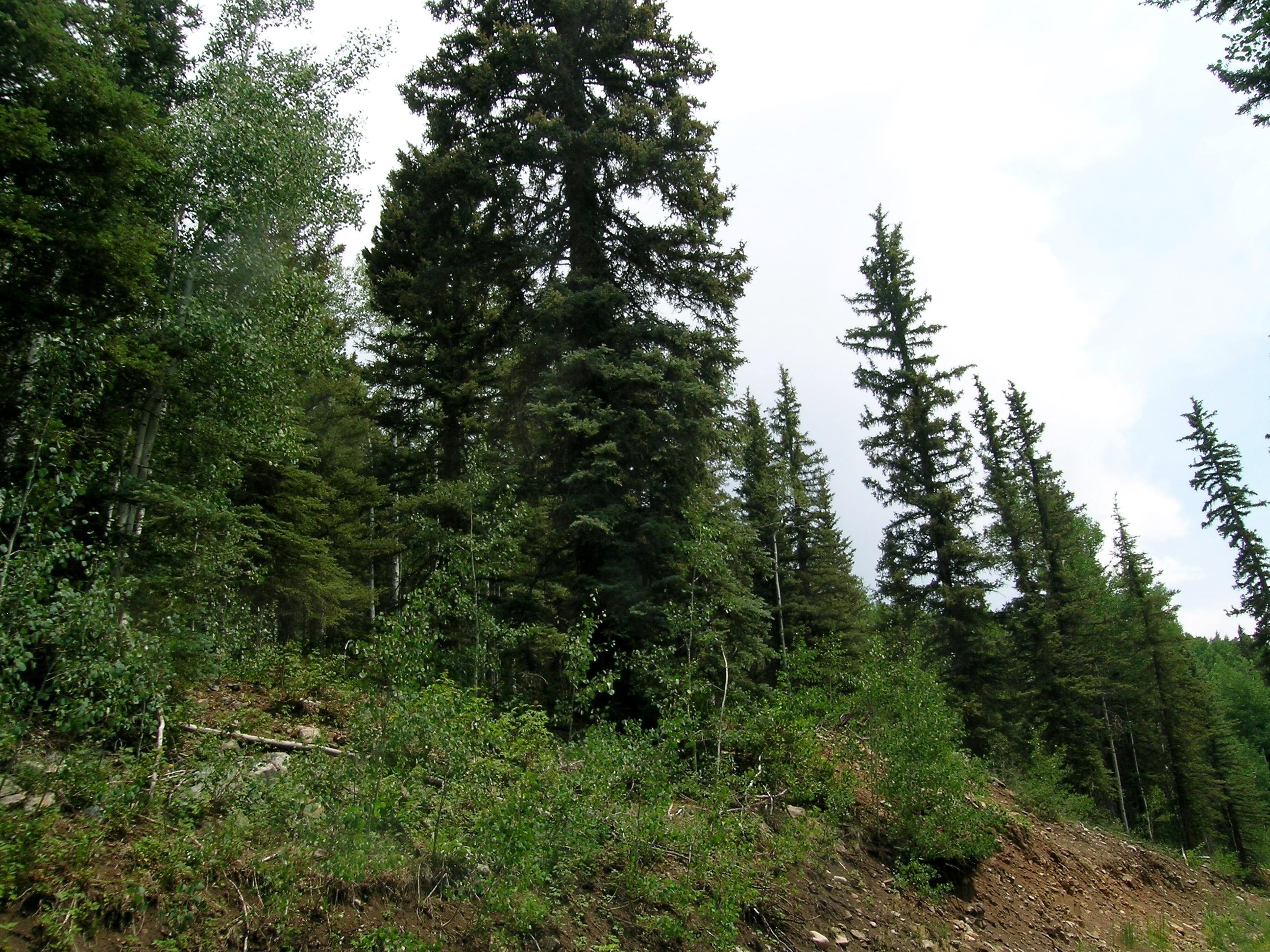 Tbd South Silver Street Rico, CO 81332 - Photo 14 of 24 a view of a green field
