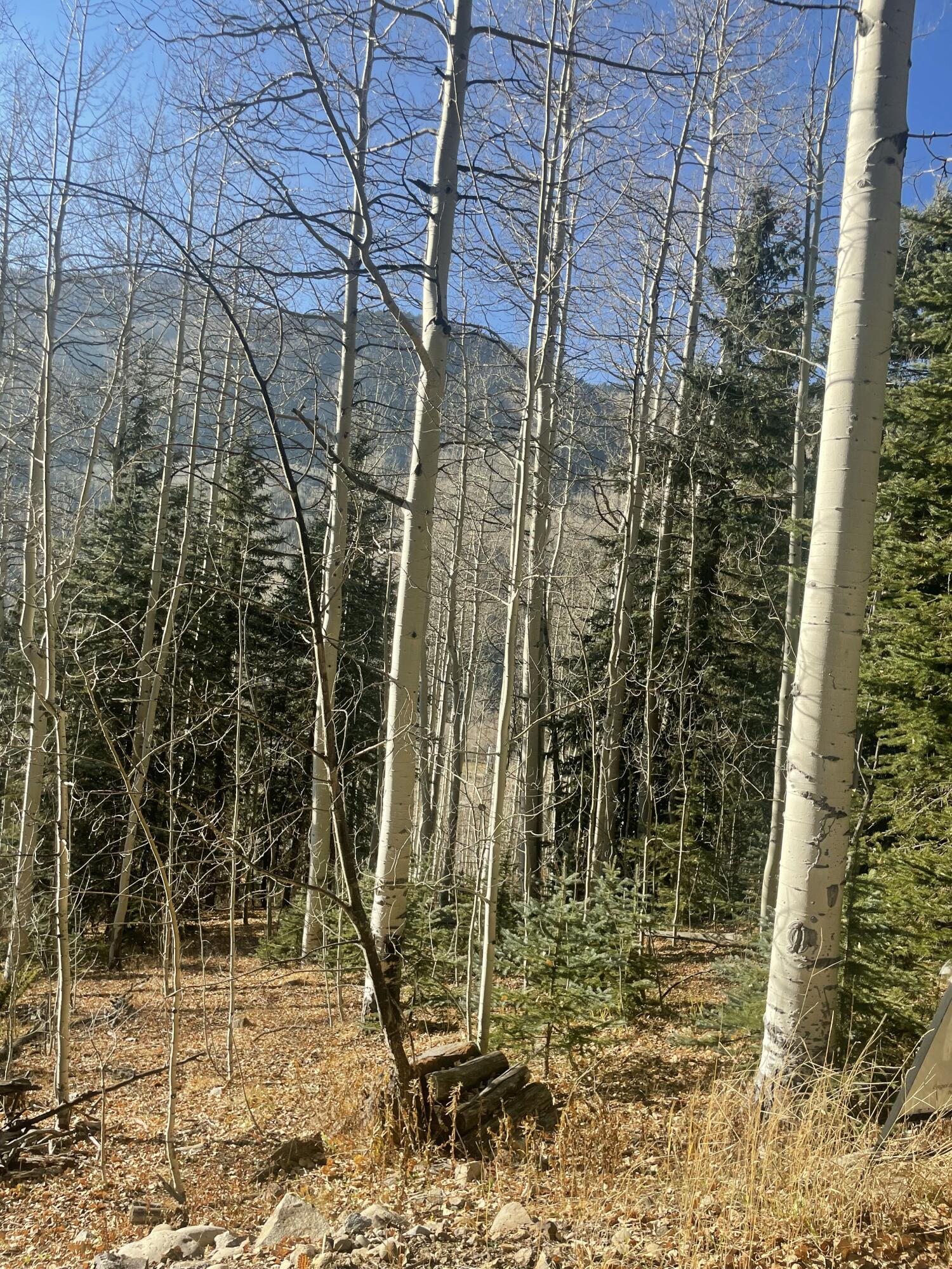 Tbd South Silver Street Rico, CO 81332 - Photo 21 of 24 a view of a backyard