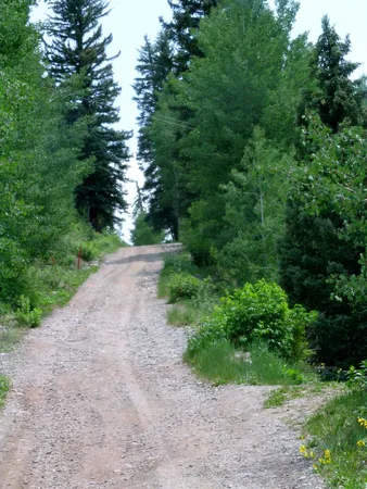 a view of a yard with plants and a trees