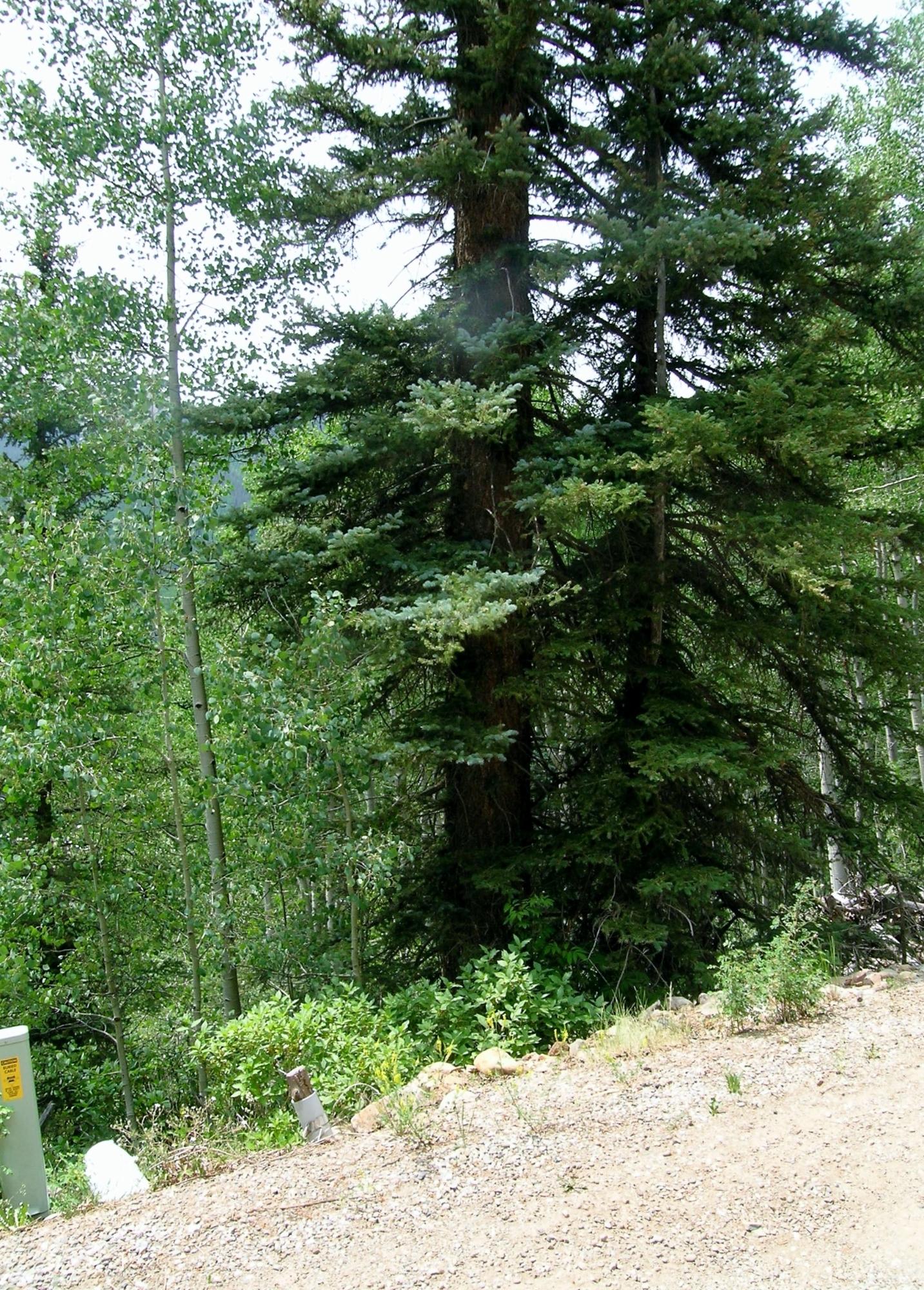 Tbd South Silver Street Rico, CO 81332 - Photo 5 of 24 a view of a yard with plants and large trees