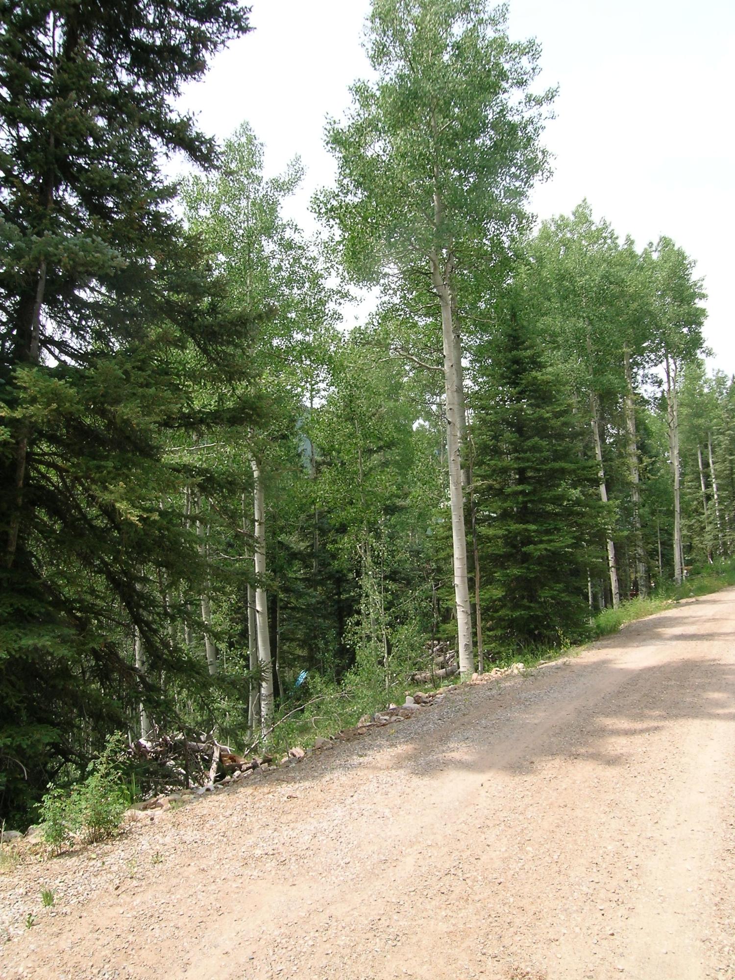 Tbd South Silver Street Rico, CO 81332 - Photo 6 of 24 a view of a field with trees in the background
