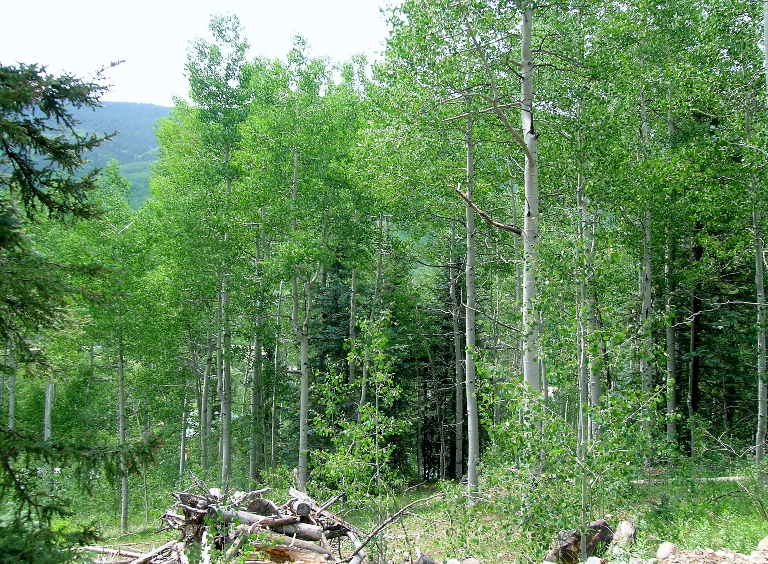 Tbd South Silver Street Rico, CO 81332 - Photo 8 of 24 a view of a forest filled with lots of trees