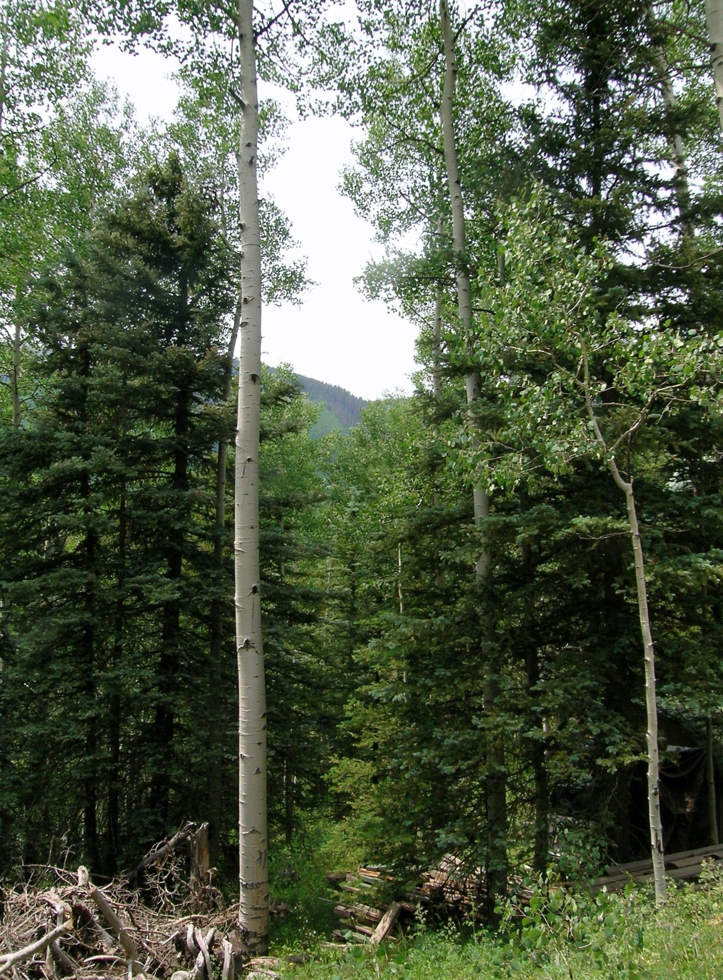 Tbd South Silver Street Rico, CO 81332 - Photo 9 of 24 a view of a forest from a tree
