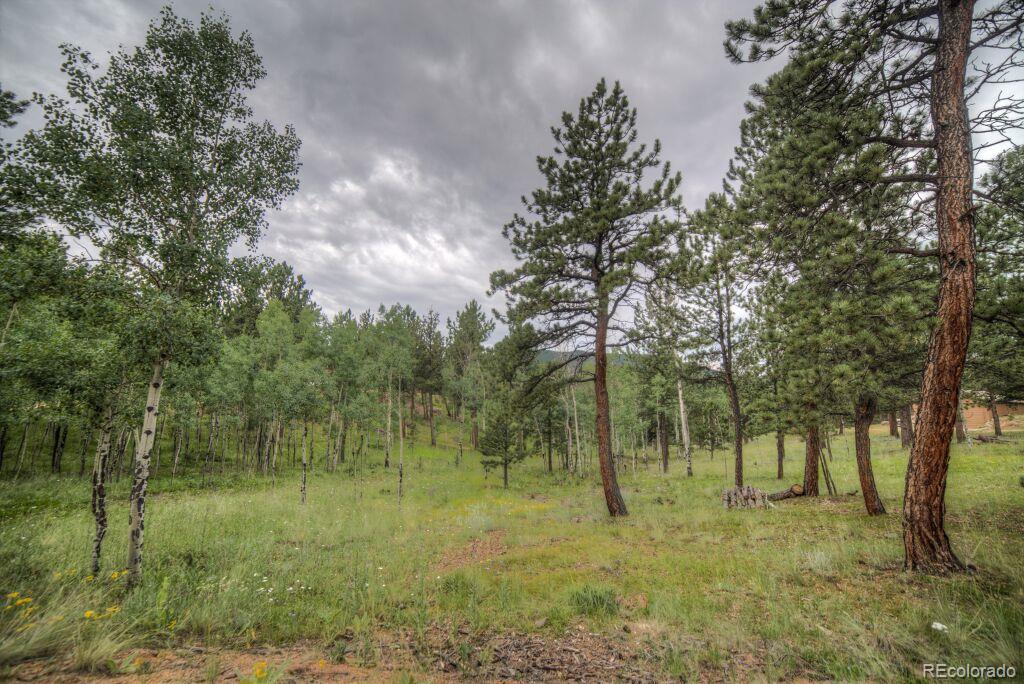 264 Hangmans Road Bailey, CO 80421 - Photo 31 of 33 a view of a forest