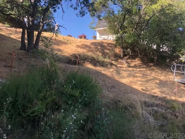 a view of a yard with large tree