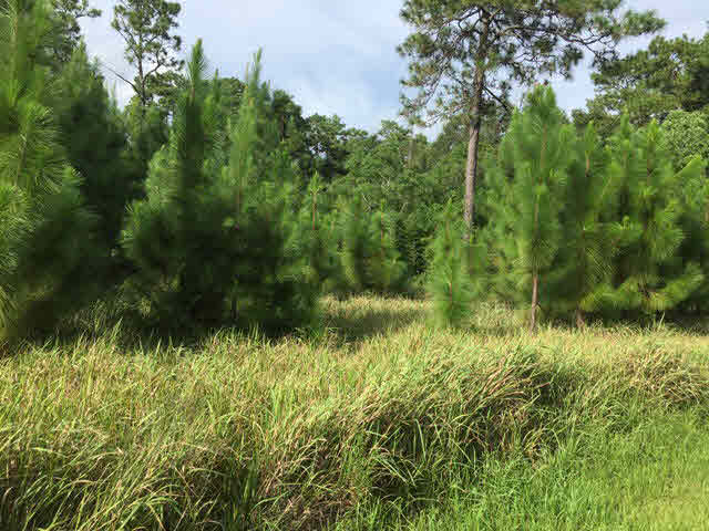 10245 Rte Road Lillian, AL 36549 - Photo 4 of 5