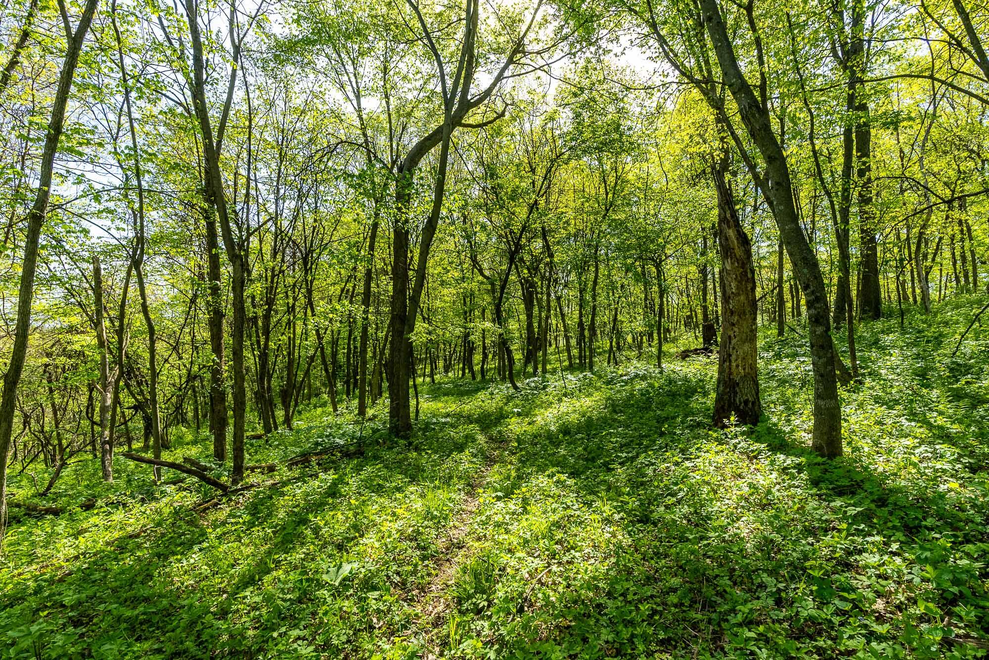 15999 Biba Road Muscoda, WI 53573 - Photo 64 of 103 Grant-County-WI-160-Acres-Land-For-Sale-