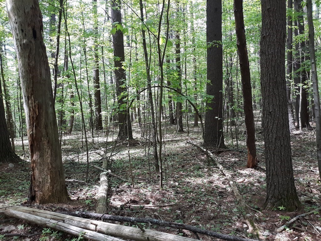 Lot 189 Amherst Road Leverett, MA 01054 - Photo 7 of 9