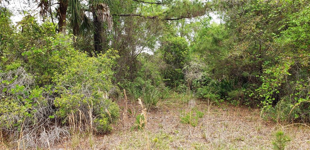 242 Southwest A Sw County Rd Lake Lake City, FL 32055 - Photo 3 of 6