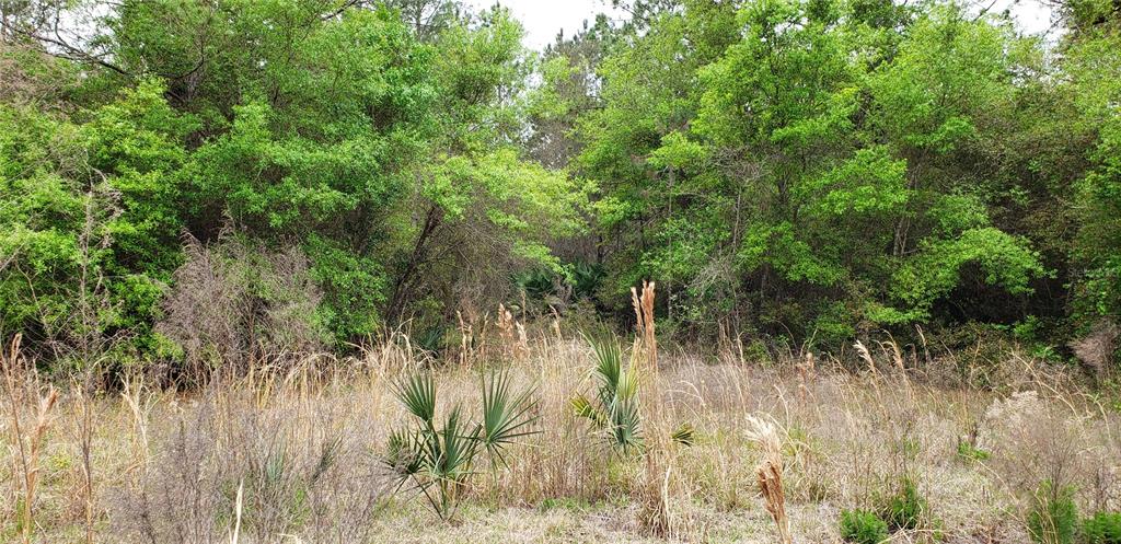 242 Southwest A Sw County Rd Lake Lake City, FL 32055 - Photo 4 of 6