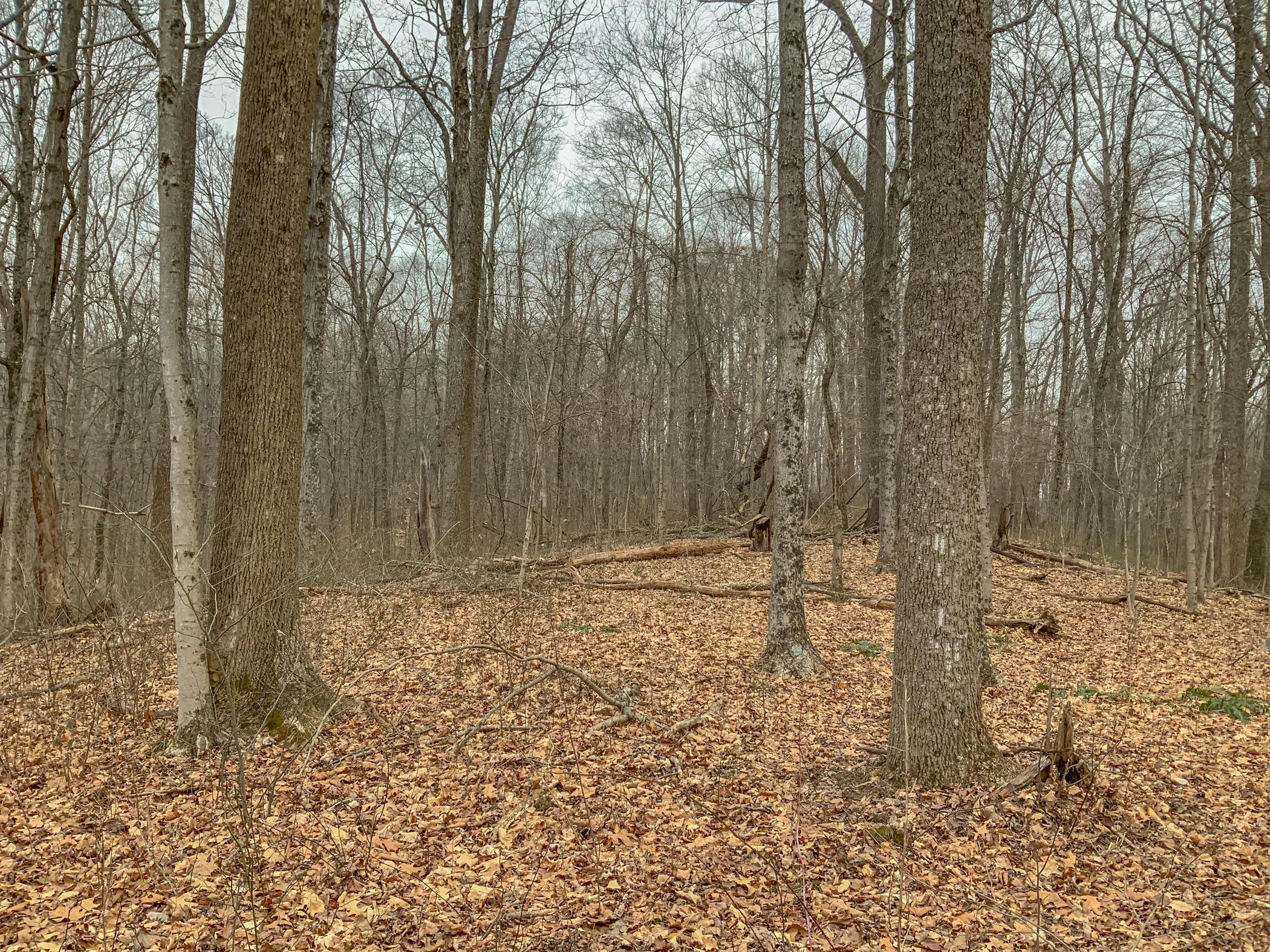 0 Mash Hill Road McArthur, OH 45651 - Photo 13 of 21