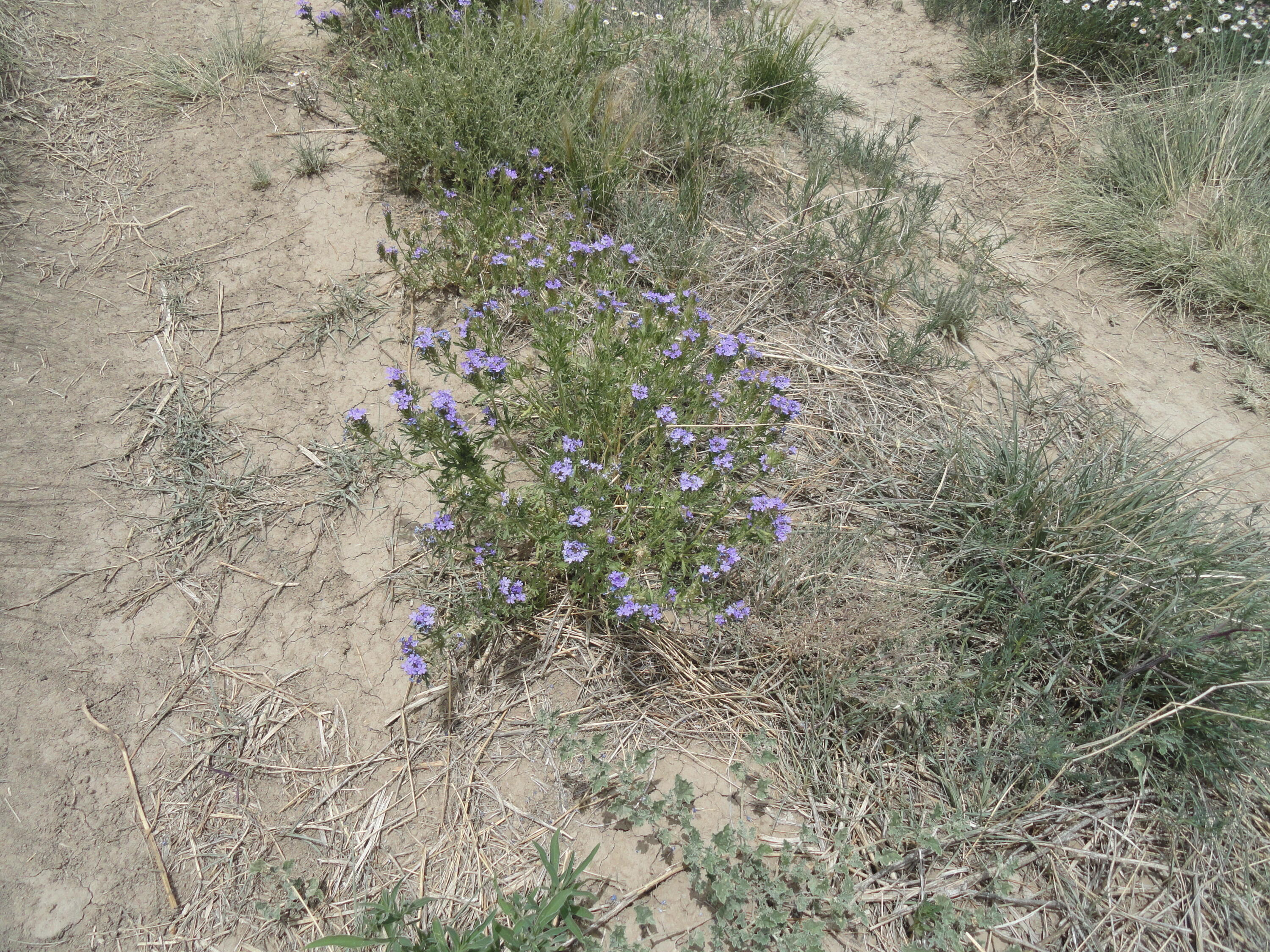 Canyon Road Laguna, NM 87026 - Photo 13 of 16 Gallery Image 13