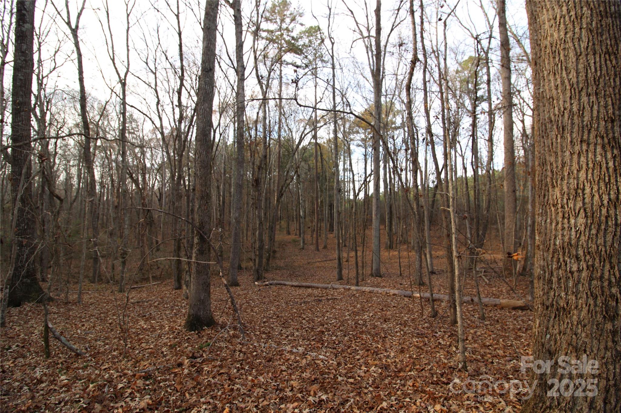 14.5-ac Pioneer Road York, SC 29745 - Photo 11 of 18 a view of backyard with green space