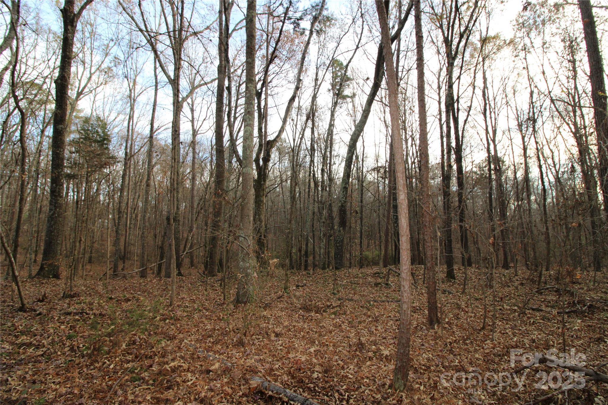 14.5-ac Pioneer Road York, SC 29745 - Photo 7 of 18 a view of outdoor space with lots of trees