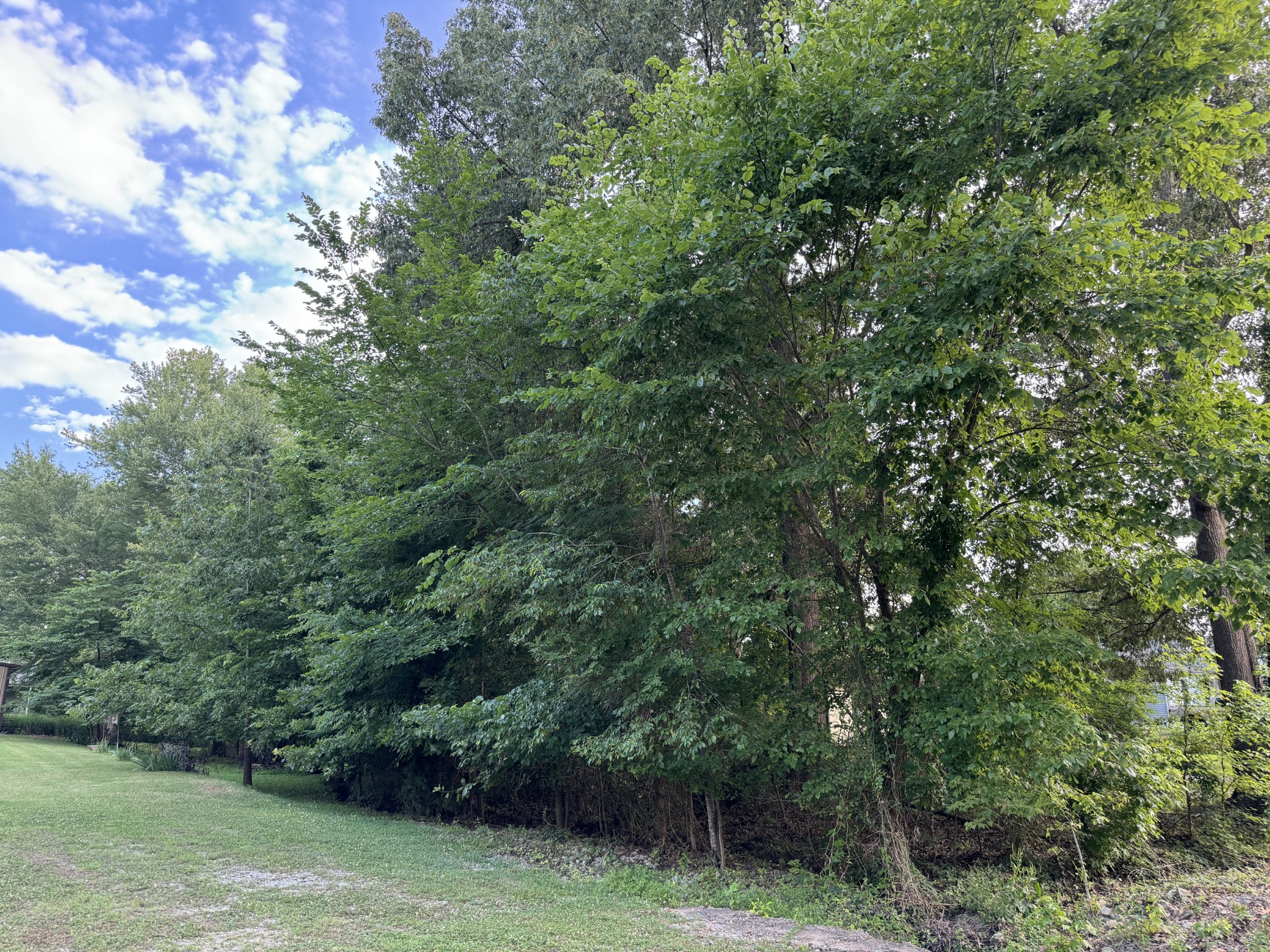 0 Antioch Harbor Road Springville, TN 38256 - Photo 3 of 4 Gallery Image 3