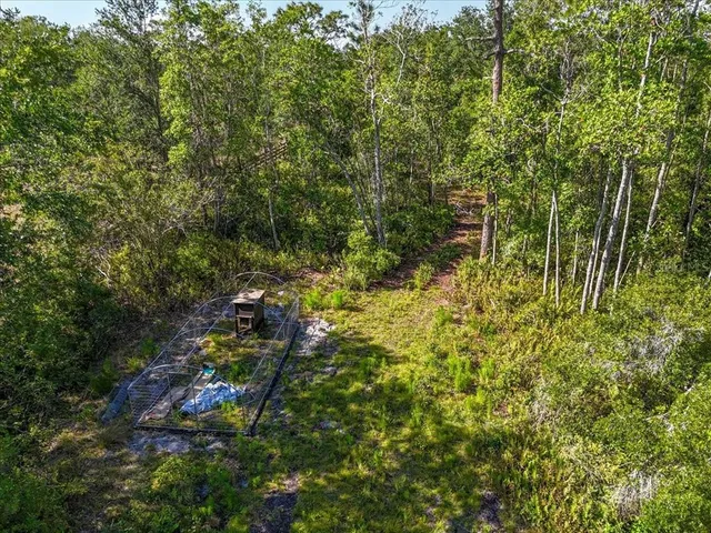 a view of a forest with a tree