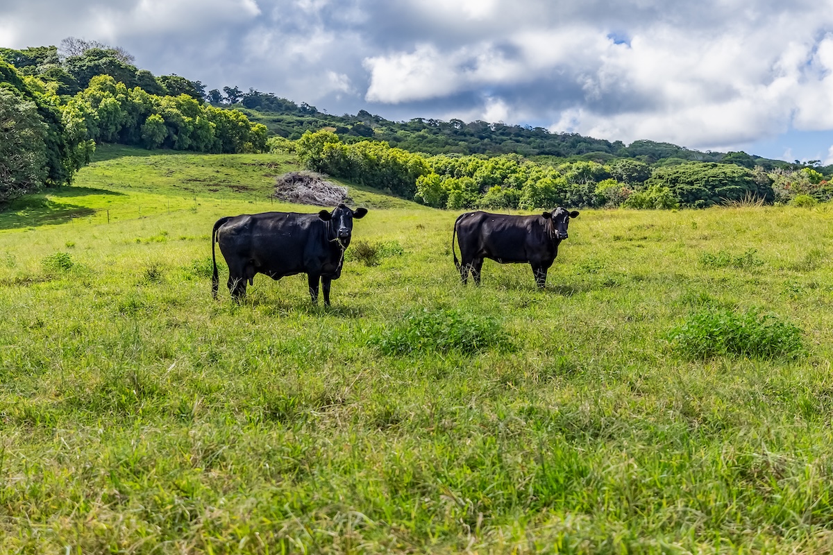 Hana Highway Haiku, HI 96708 - Photo 4 of 5 a view of a garden with furniture