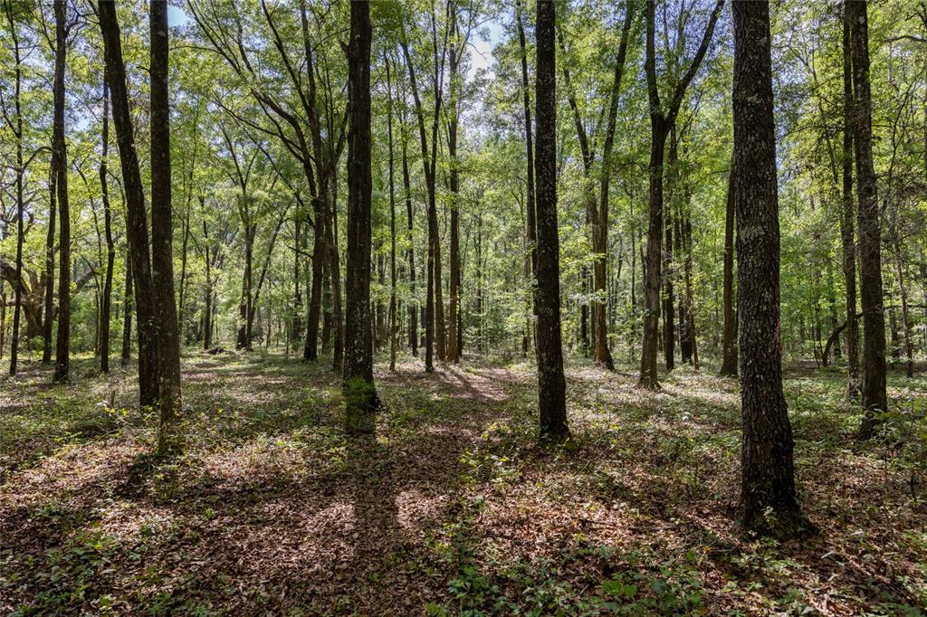 11630 Northwest 161st Street Alachua, FL 32615 - Photo 6 of 32