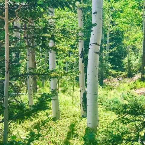 Forest Road Manitou Springs, CO 80829 - Photo 22 of 23 Gallery Image 22
