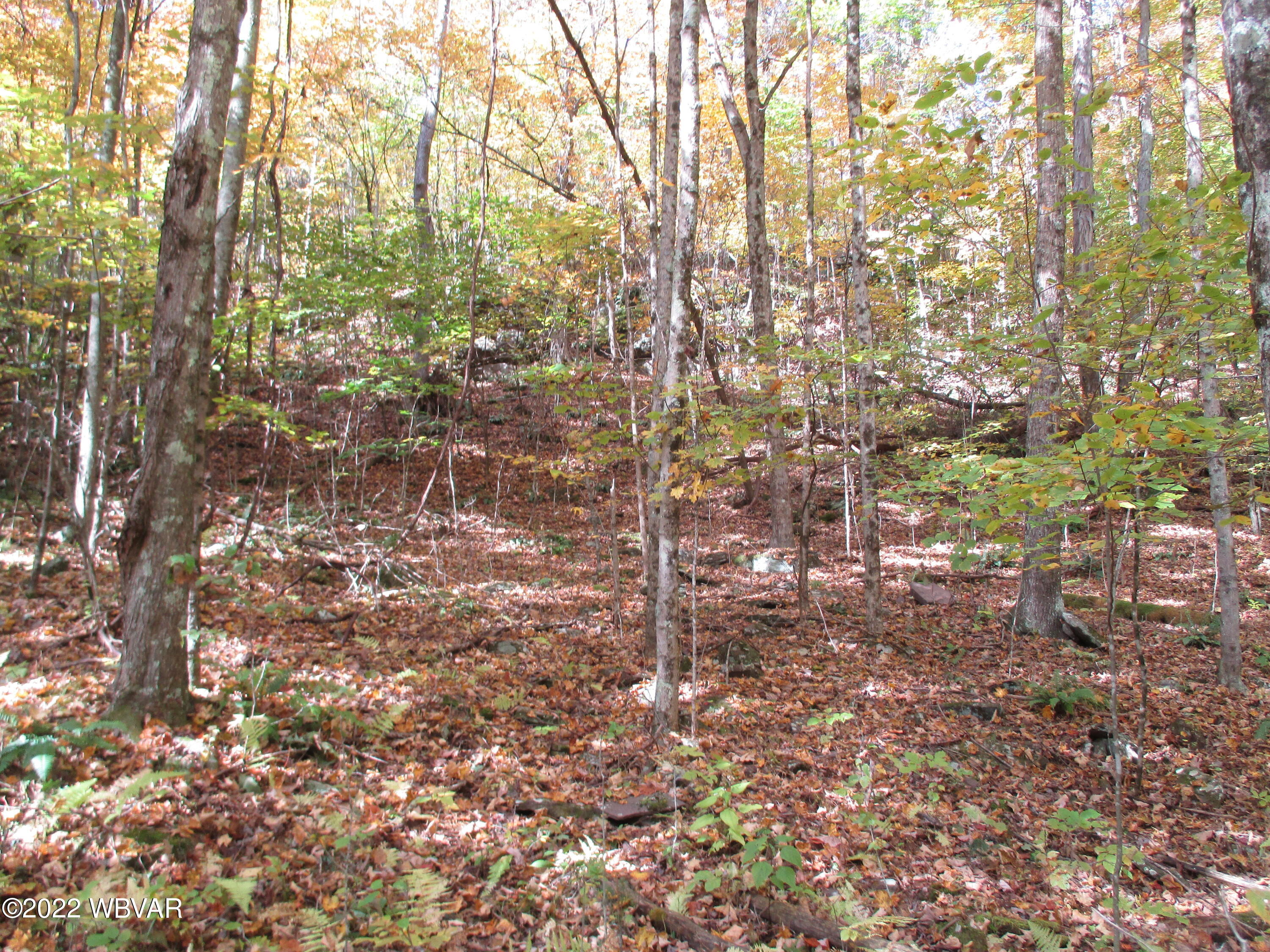 Lake Road Muncy Valley, PA 17758 - Photo 10 of 26 Gallery Image 10