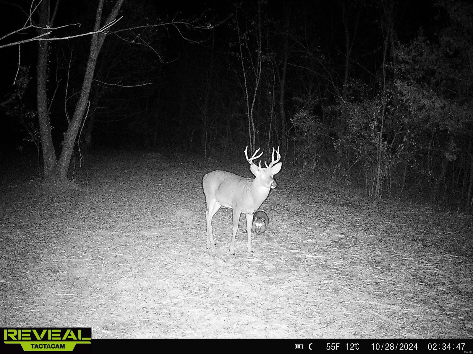 0 Mo-ww Eolia, MO 63344 - Photo 60 of 76