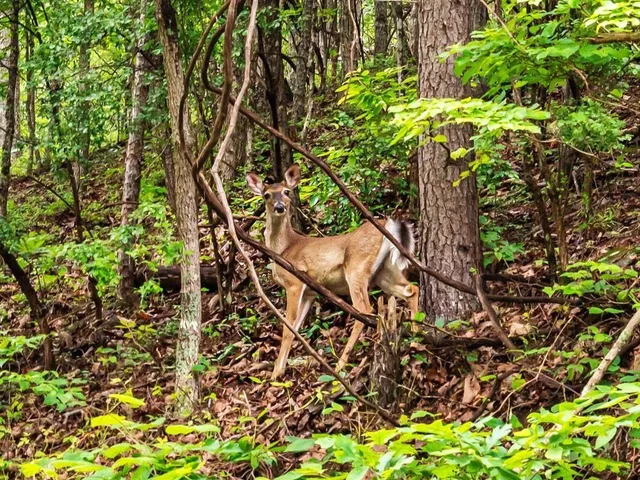 $39,000 | 234 Stirratt Road, Ranger, GA 30734