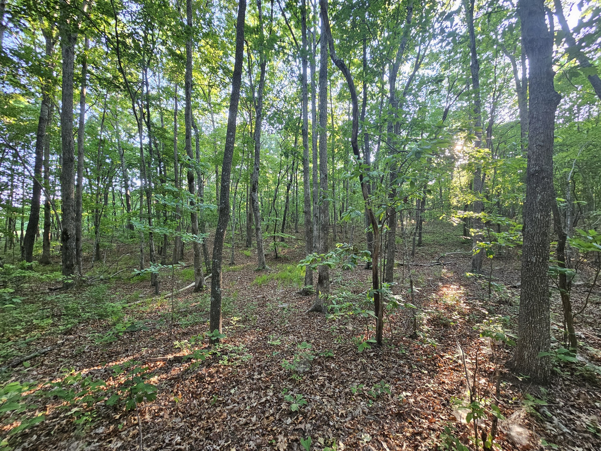10 Griswold Road Altamont, TN 37301 - Photo 23 of 35 a view of a forest with trees in the background
