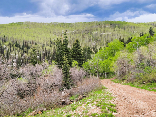 1920 Elk Road, Unit 78 Coalville, UT 84017 - Photo 4 of 16 Expansive natural landscape featuring a winding dirt road, varied tree growth, and rolling hills