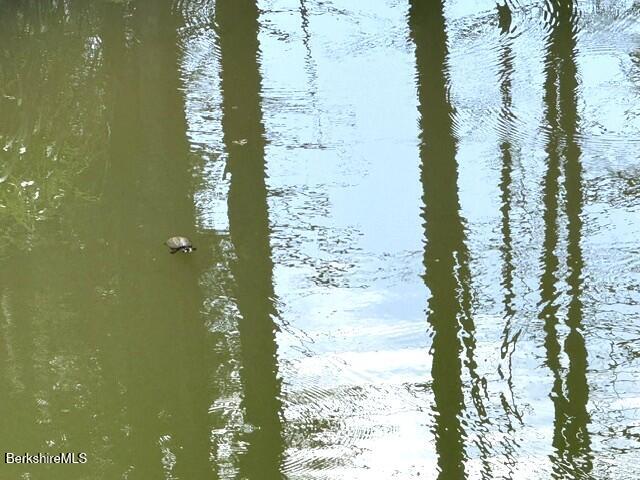 201 Weaver Dam Road Petersburg, NY 12138 - Photo 26 of 32 Turtle in pond