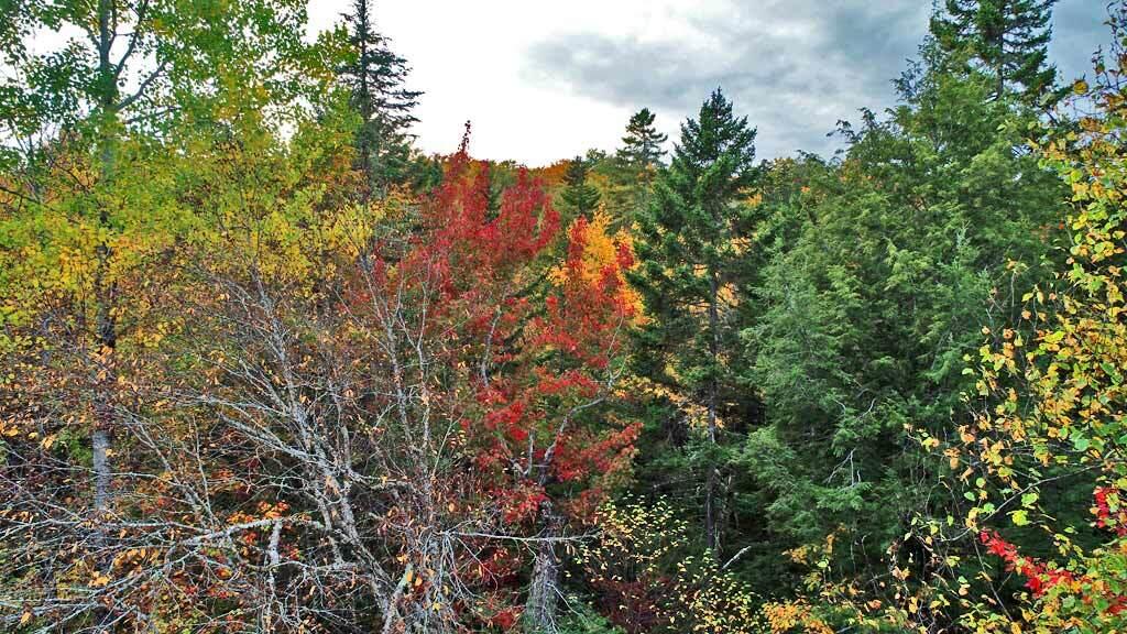 Lot 12 Winter Road Linneus, ME 04730 - Photo 17 of 38 mixed-woods-me-land