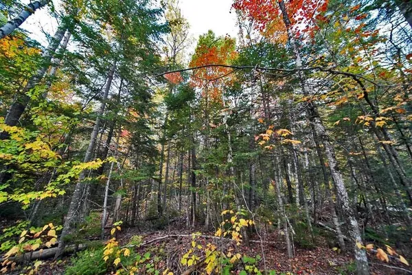 $32,500 | Lot 12 Winter Road, Linneus, ME 04730