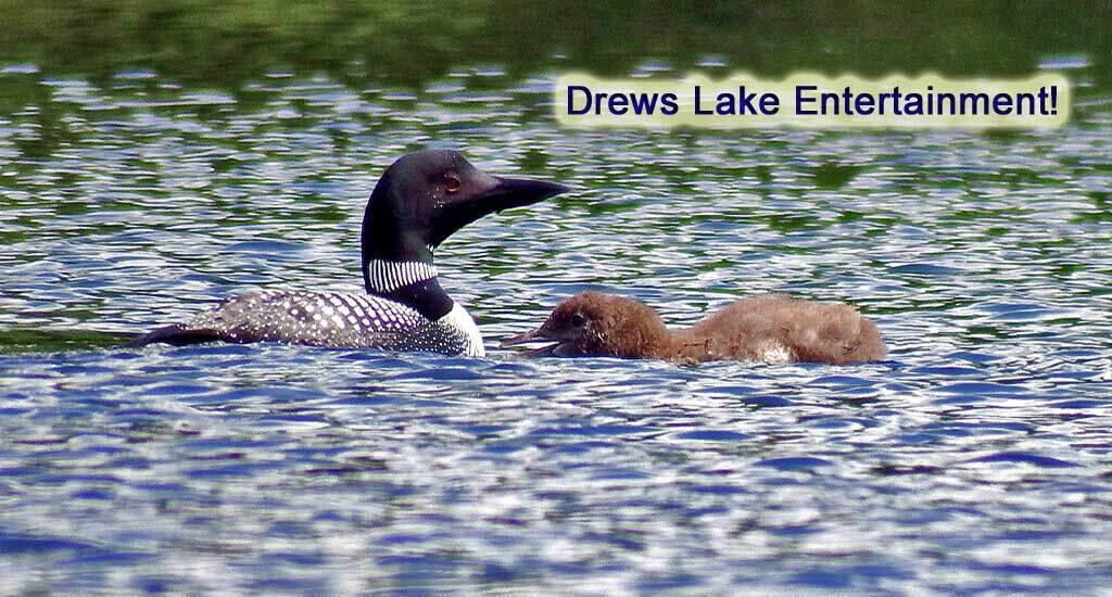 Lot 12 Winter Road Linneus, ME 04730 - Photo 4 of 38 maine-lake-loon-baby-drews