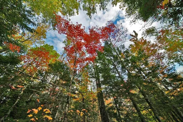 $32,500 | Lot 12 Winter Road, Linneus, ME 04730