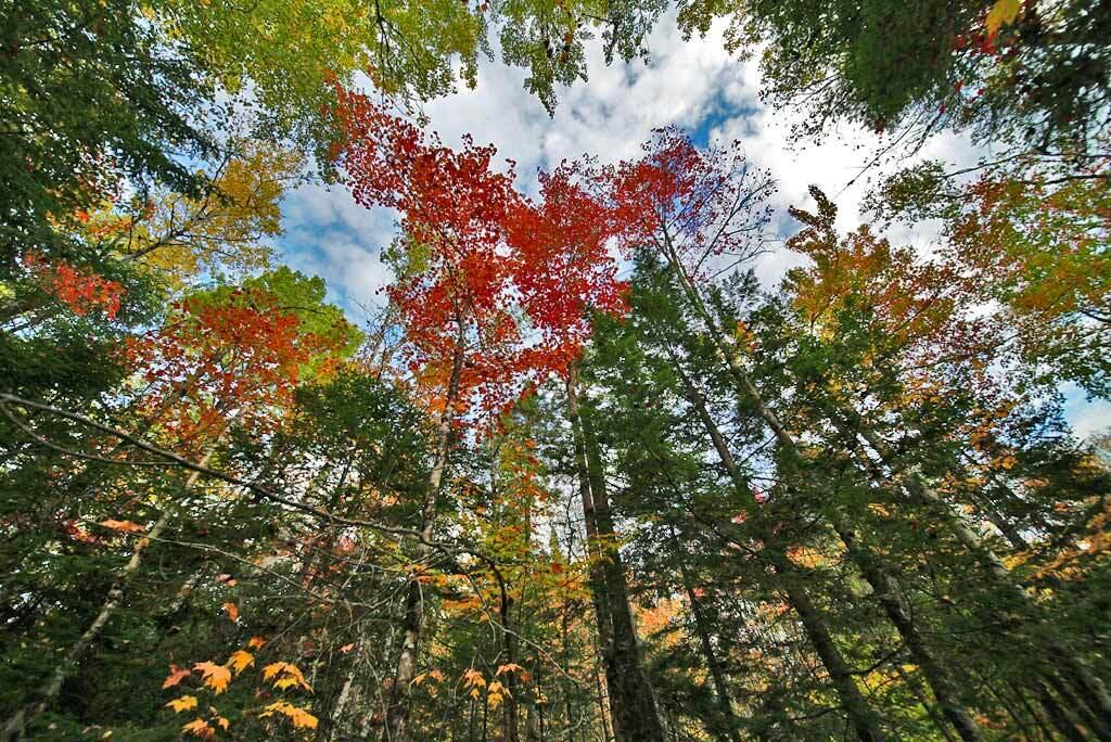 Lot 12 Winter Road Linneus, ME 04730 - Photo 8 of 38 colors-fall-maine-land