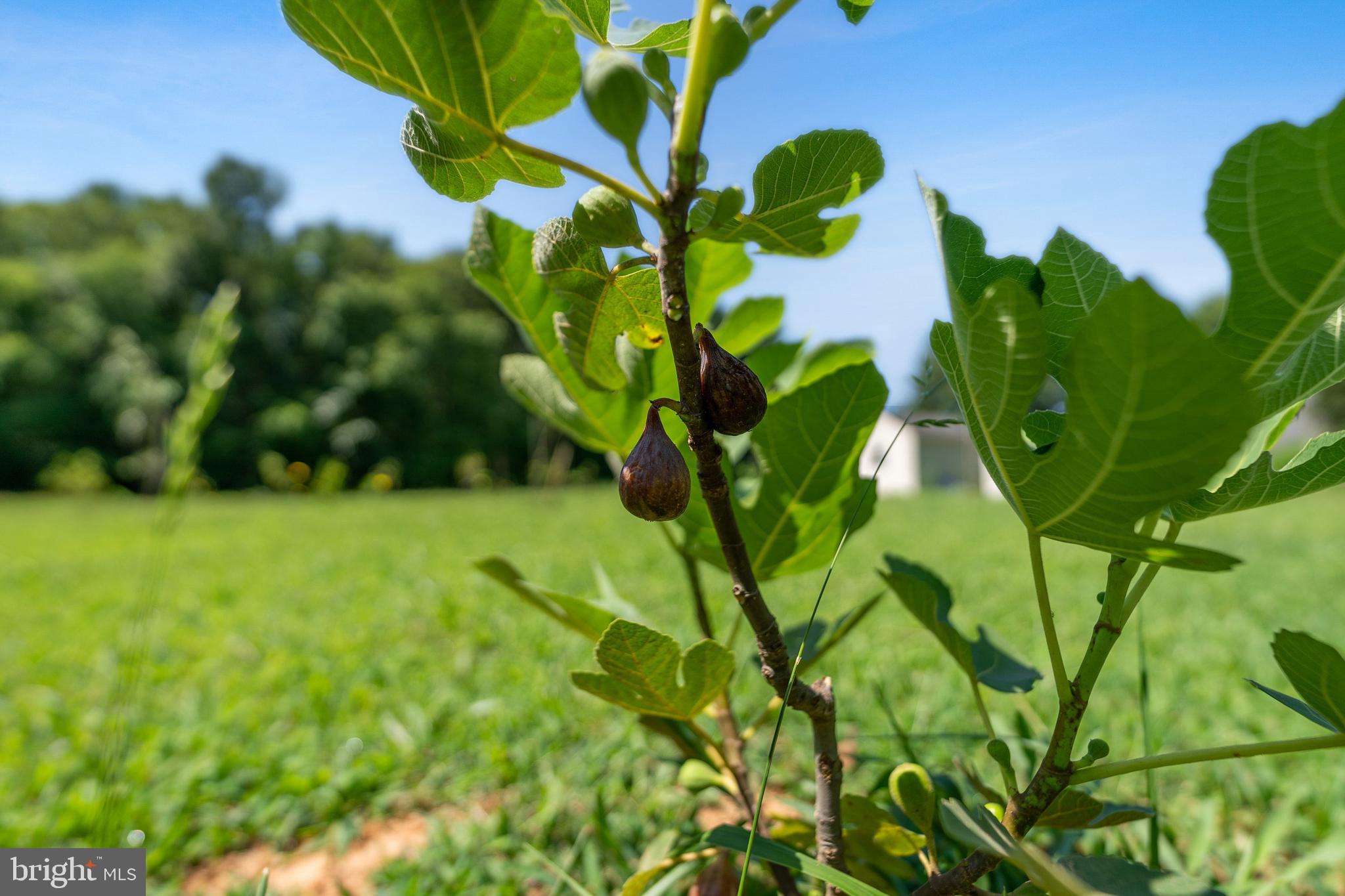 20507 Anderson Mill Road Beaverdam, VA 23015 - Photo 21 of 43 fig trees conveying