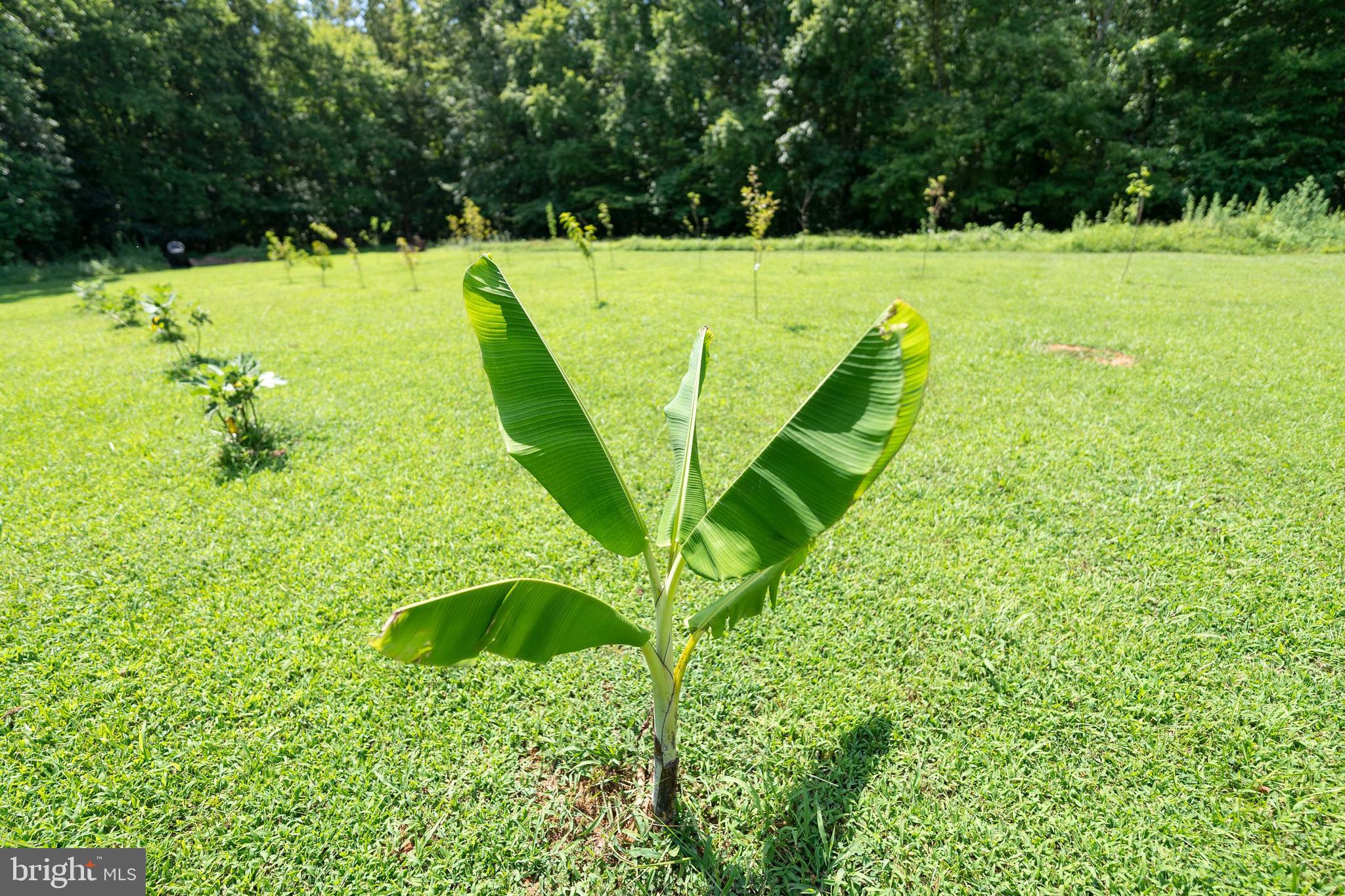 20507 Anderson Mill Road Beaverdam, VA 23015 - Photo 22 of 43 banana trees conveying