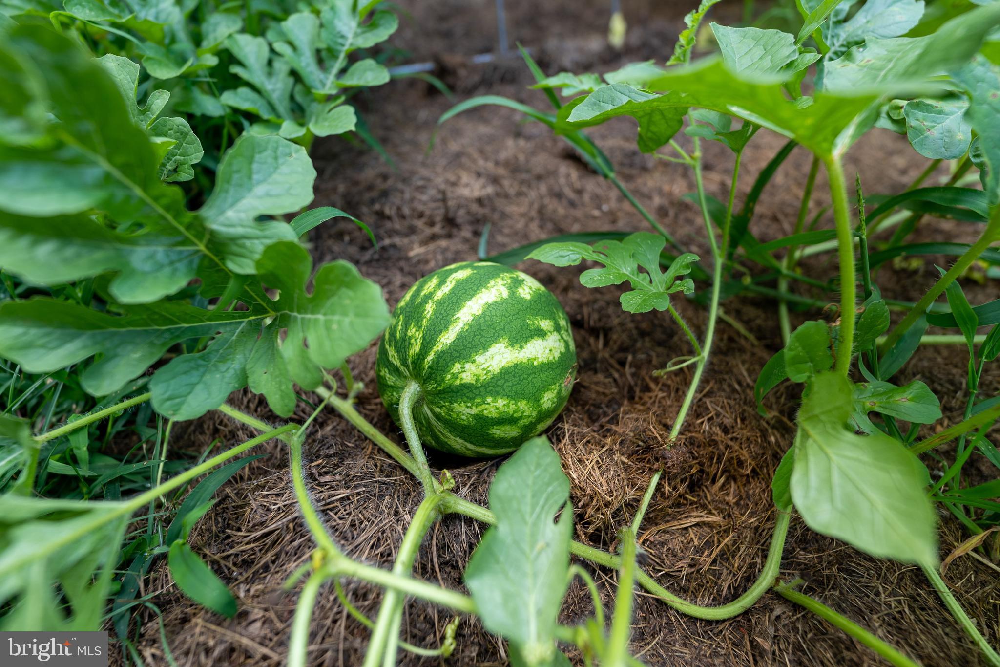 20507 Anderson Mill Road Beaverdam, VA 23015 - Photo 23 of 43 watermelons