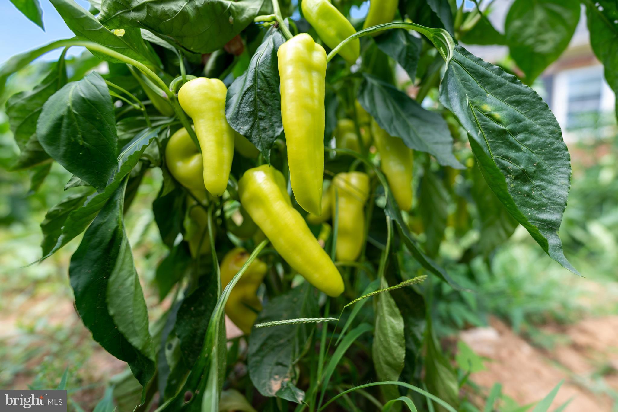 20507 Anderson Mill Road Beaverdam, VA 23015 - Photo 24 of 43 banana peppers