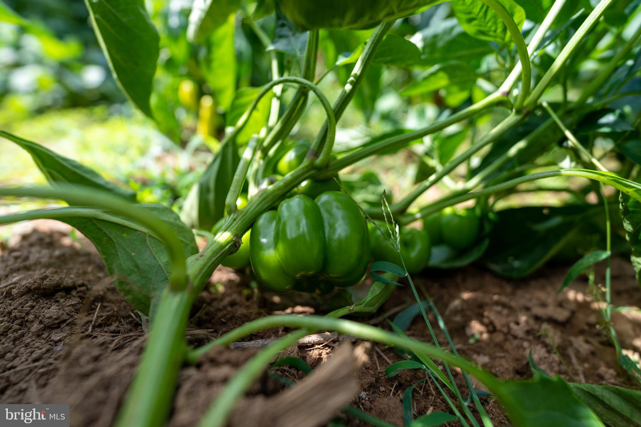 20507 Anderson Mill Road Beaverdam, VA 23015 - Photo 25 of 43 bell peppers