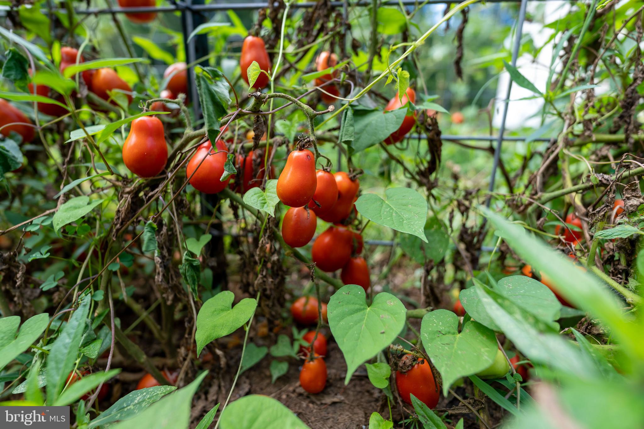 20507 Anderson Mill Road Beaverdam, VA 23015 - Photo 26 of 43 tomatoes