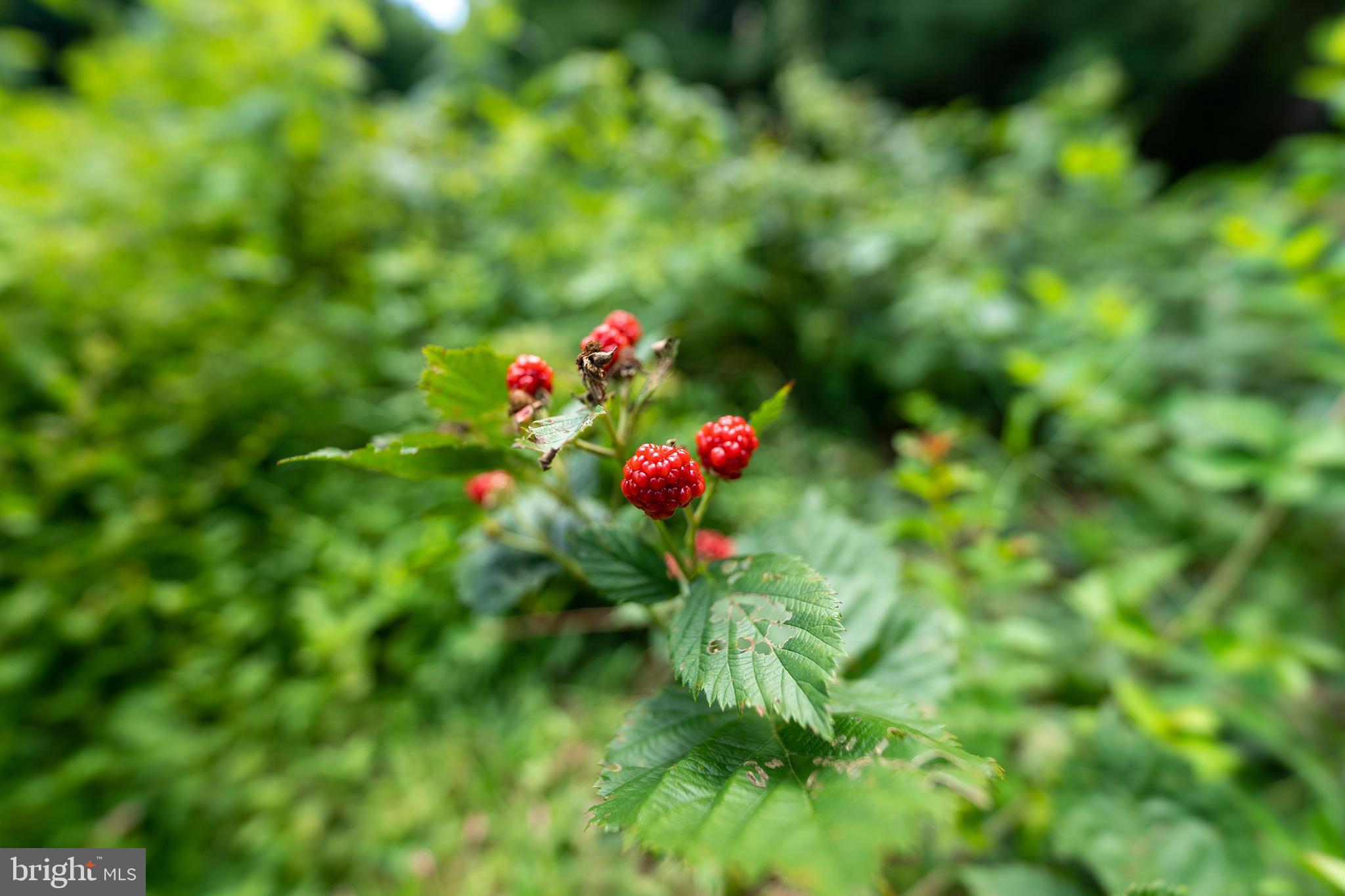20507 Anderson Mill Road Beaverdam, VA 23015 - Photo 27 of 43 several berry plants