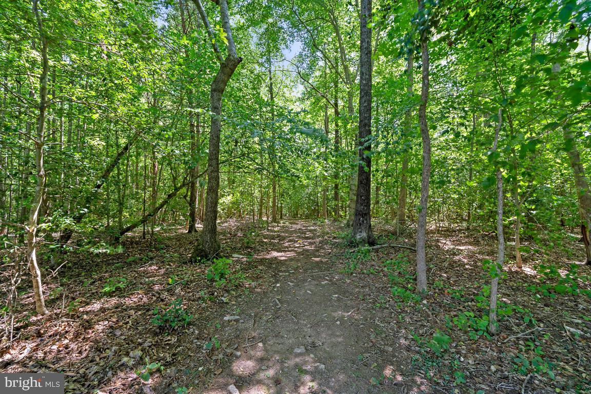 20507 Anderson Mill Road Beaverdam, VA 23015 - Photo 38 of 43 walking trail through the woods